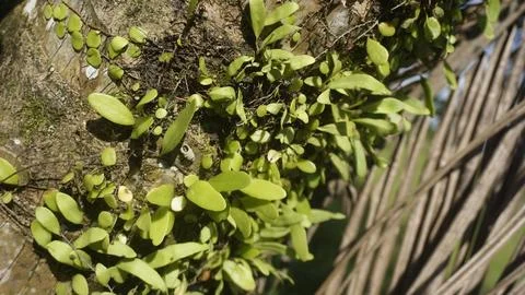 Moss grows on coconut trunks Stock Photos