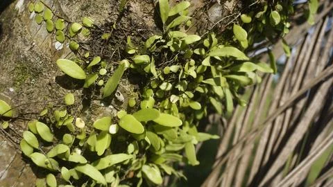 Moss grows on coconut trunks Stock Photos