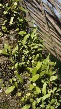 Moss grows on coconut trunks Stock Photos