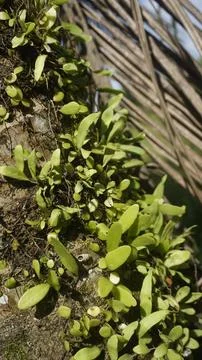 Moss grows on coconut trunks Stock Photos