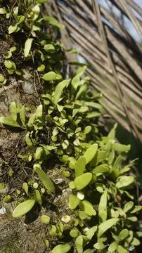 Moss grows on coconut trunks Stock Photos