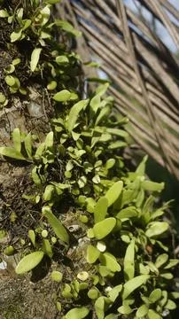Moss grows on coconut trunks Stock Photos