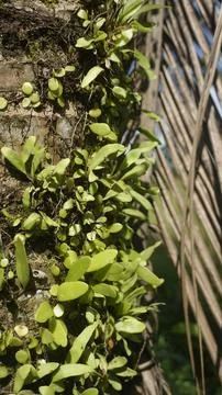 Moss grows on coconut trunks Stock Photos