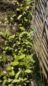 Moss grows on coconut trunks Stock Photos