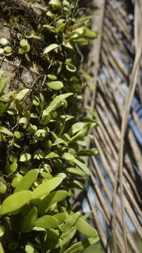 Moss grows on coconut trunks Stock Photos