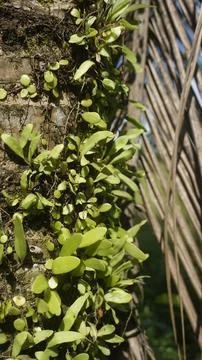 Moss grows on coconut trunks Stock Photos