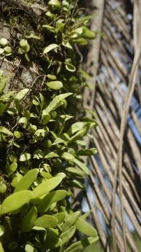 Moss grows on coconut trunks Stock Photos