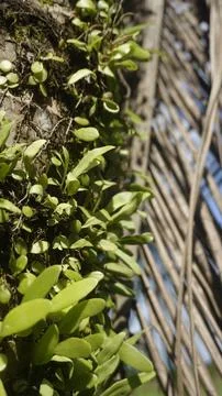 Moss grows on coconut trunks Stock Photos