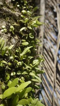 Moss grows on coconut trunks Stock Photos