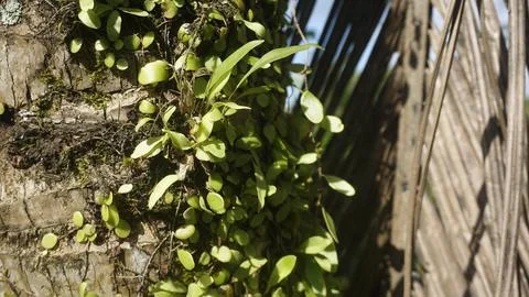 Moss grows on coconut trunks Stock Photos