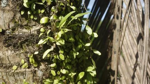 Moss grows on coconut trunks Stock Photos