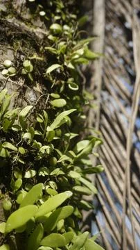 Moss grows on coconut trunks Stock Photos