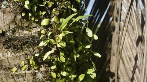 Moss grows on coconut trunks Stock Photos