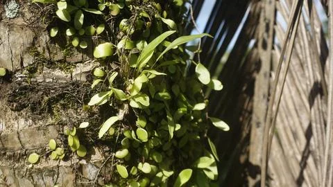 Moss grows on coconut trunks Foto stock
