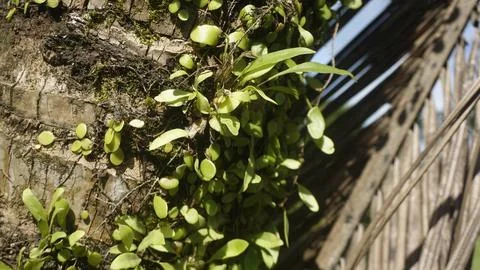 Moss grows on coconut trunks Stock Photos