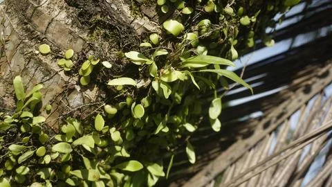 Moss grows on coconut trunks Stock Photos