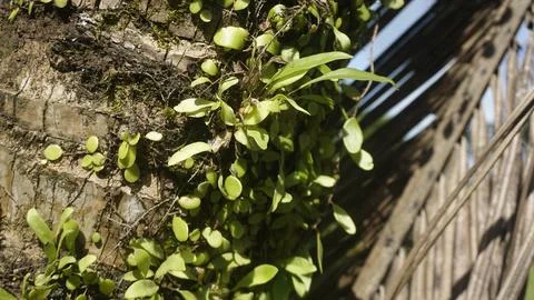 Moss grows on coconut trunks Stock Photos