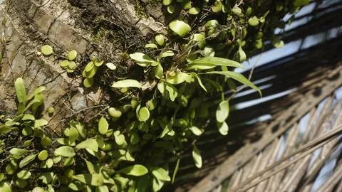 Moss grows on coconut trunks Stock Photos