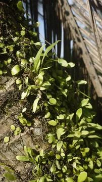 Moss grows on coconut trunks Stock Photos