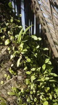 Moss grows on coconut trunks Stock Photos