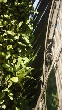 Moss grows on coconut trunks Stock Photos