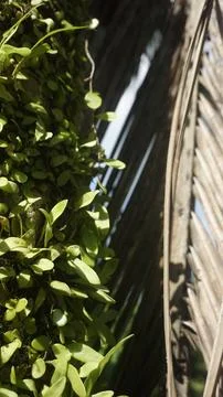 Moss grows on coconut trunks Stock Photos