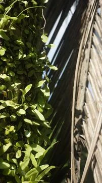 Moss grows on coconut trunks Stock Photos