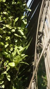 Moss grows on coconut trunks Stock Photos