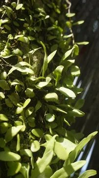 Moss grows on coconut trunks Stock Photos