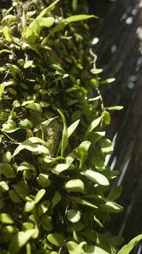 Moss grows on coconut trunks Stock Photos