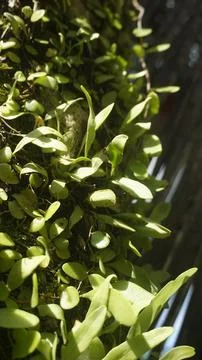 Moss grows on coconut trunks Stock Photos