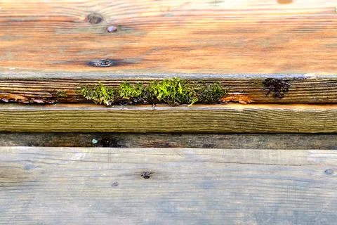Moss grows on a damp board. Stock Photos