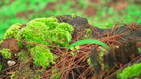 Moss that grows on dead trees 10bit 4k 60fps Stock Footage 269700093