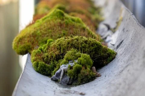 Moss Grows on Drainpipe Creating Green Patches in Urban Setting Capturing t.. Stock Photos