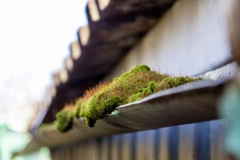 Moss Grows on Gutter After Rain Shows Nature's Impact on Urban Settings and.. Stock Photos