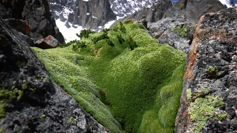 Moss grows high in the mountains 스톡 동영상 103965773
