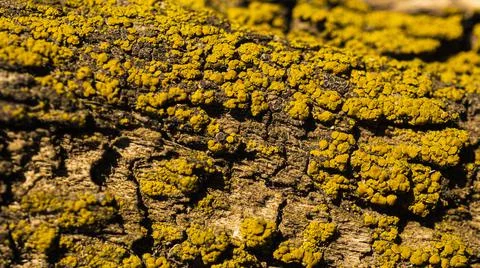 Moss grows on large trees in the forest.It is a small creature in a big forest. Stock Photos