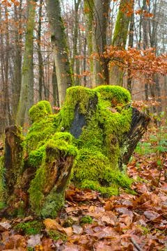 Moss grows on moist trees. Beautiful close up of nature. Foto stock