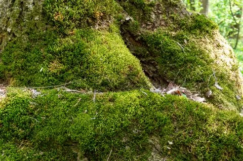Moss grows on the north side of the tree Stock Photos