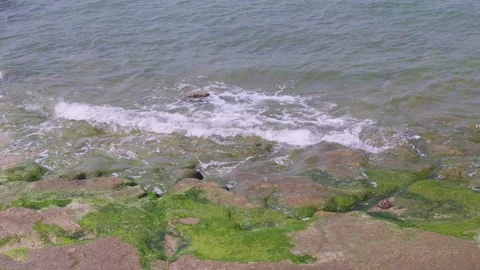 Moss grows on the rocks by the sea. Stock Footage 303041358