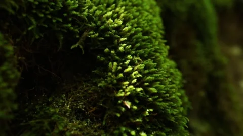 Moss grows on rocks. sunlight on green vegetation in the forest. Stock Footage 245338953