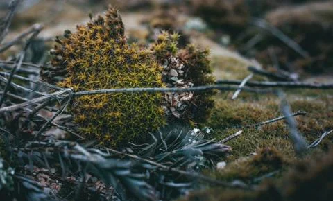 Moss grows on sand with shells among other plants and twigs. Stock Photos