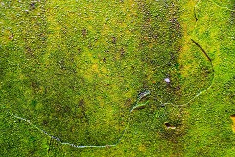 Moss that grows sticks Stock Photos