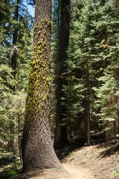 Moss Grows Up Tree Bark Above Snow Line in Sequoia Foto stock