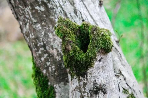 Moss grows on a tree in the forest. Natural forest, natural background. Close-up Foto stock