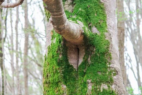 Moss grows on a tree in the forest. Natural forest, natural background. Close-up Stock Photos