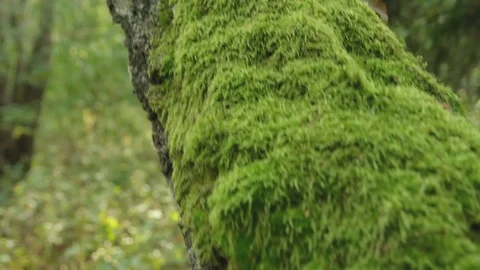 Moss grows on a tree. Natural background Stock Footage 118013674