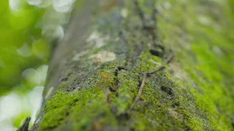 Moss grows on tree trunk in natural environment with green leaves. Video stock 328027368