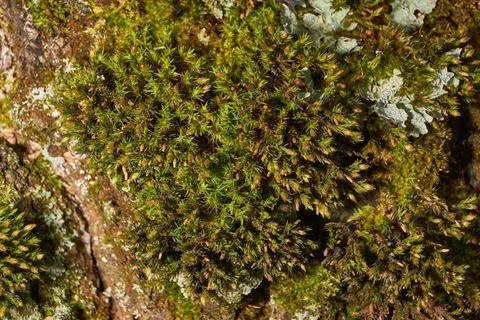 Moss grows on the trunk of an old rotting tree. Stock Photos