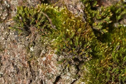 Moss grows on the trunk of an old rotting tree. Stock Photos